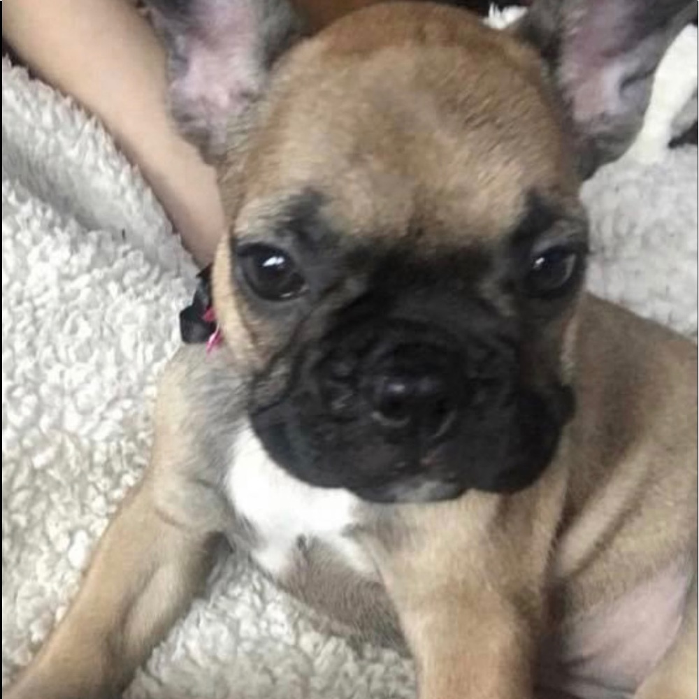 Meet your Posher, Holly